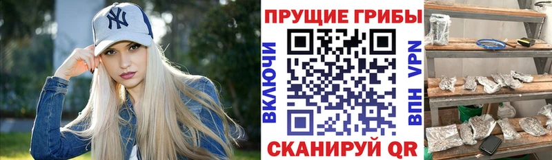 Галлюциногенные грибы Psilocybe  Салехард 